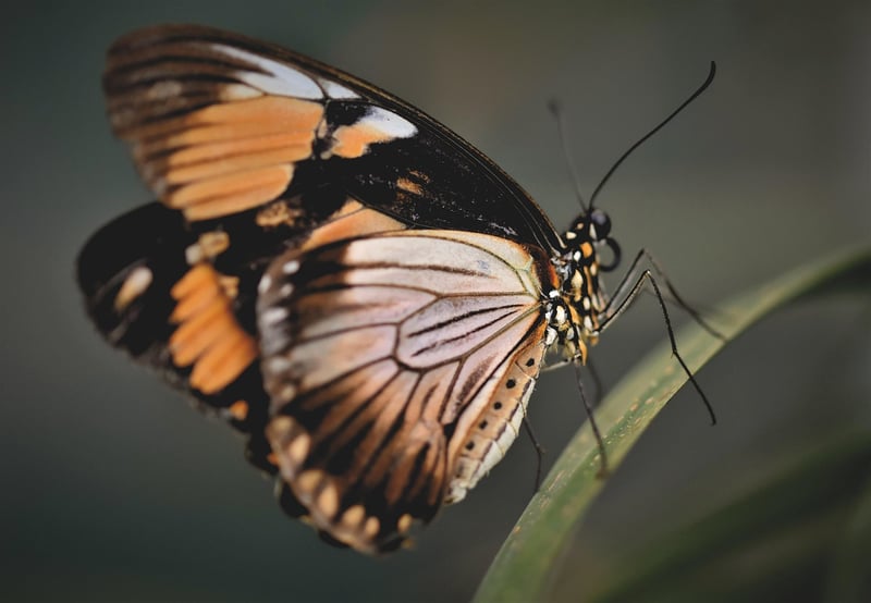 Anti-Butterfly Effect Device